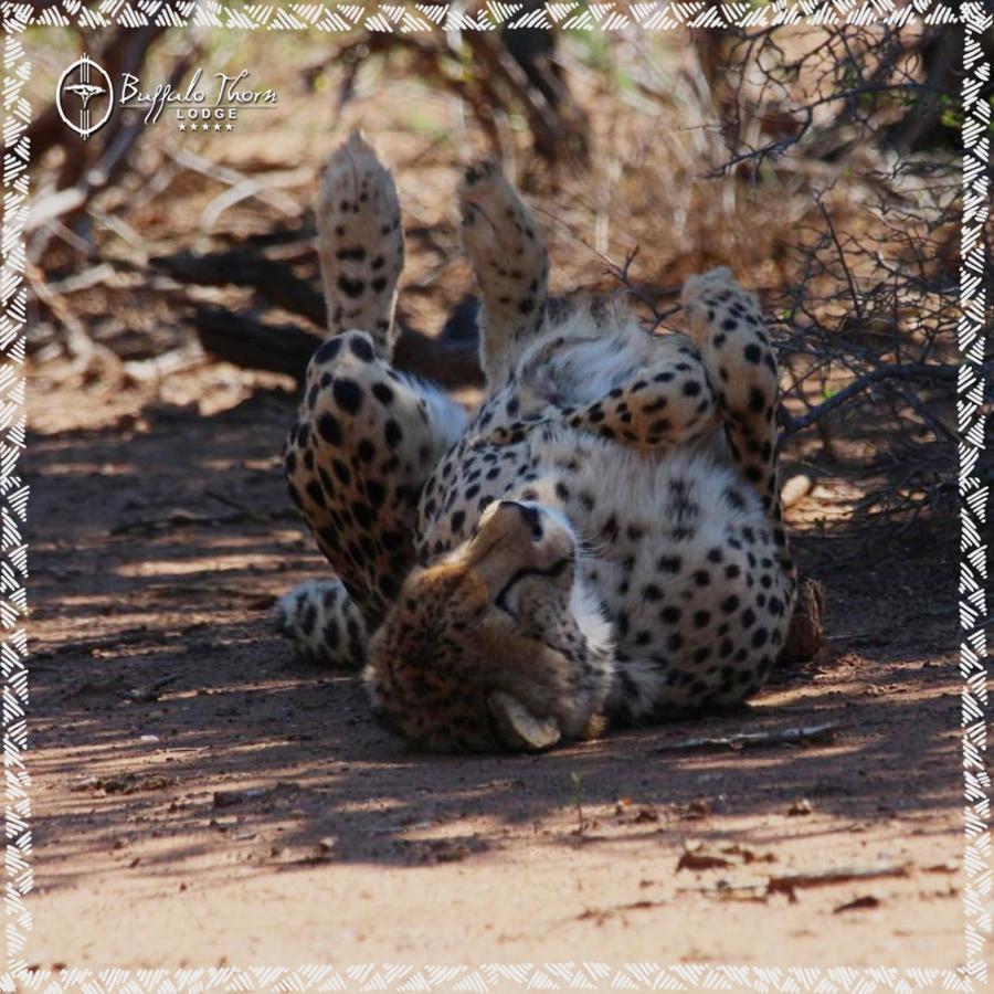 Buffalo Thorn Lodge Pilanesberg Exterior foto